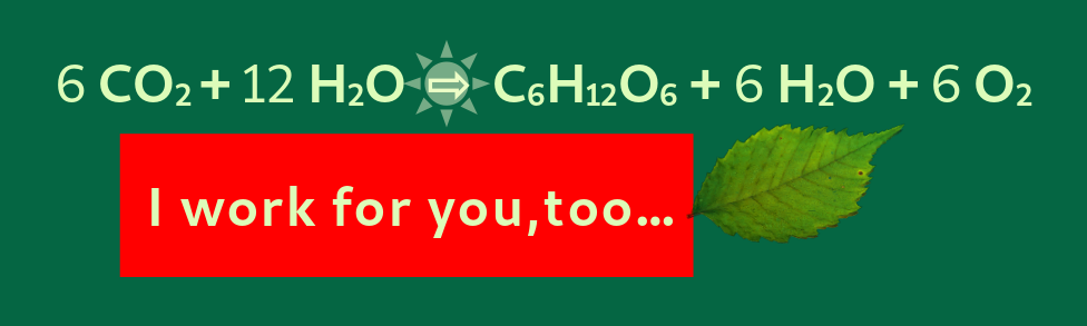 Bild: Die vollständige Reaktionsgleichung der Photosynthese.